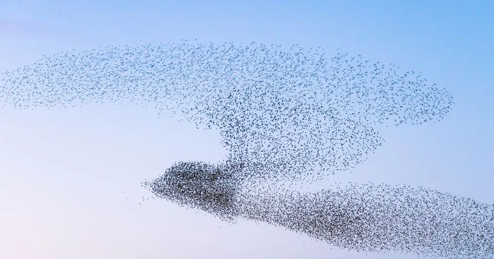Training-Conflict-Transformation-Coach-in-de-natuur